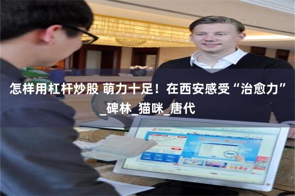 怎样用杠杆炒股 萌力十足！在西安感受“治愈力”_碑林_猫咪_唐代