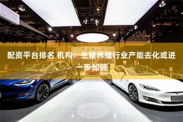 配资平台排名 机构:生猪养殖行业产能去化或进一步加速